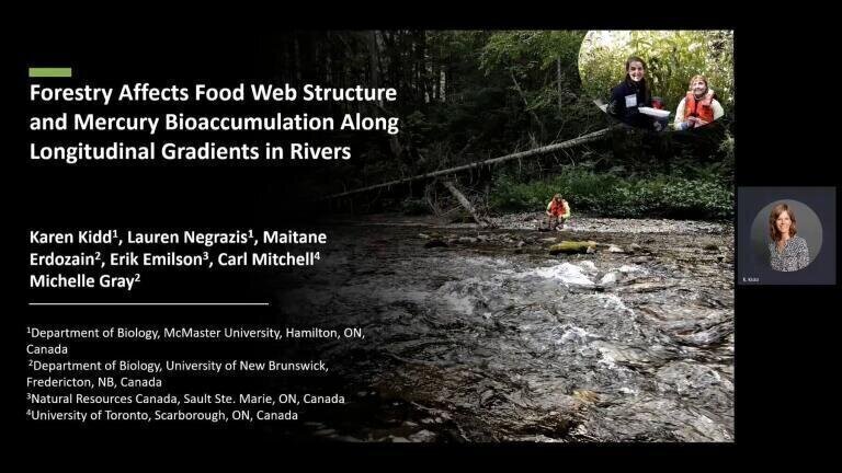 Forestry Affects Food Web Structure and Mercury Bioaccumulation Along Longitudinal Gradients in Rivers